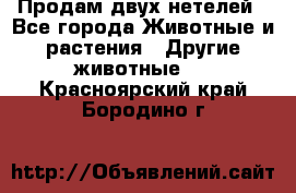 Продам двух нетелей - Все города Животные и растения » Другие животные   . Красноярский край,Бородино г.